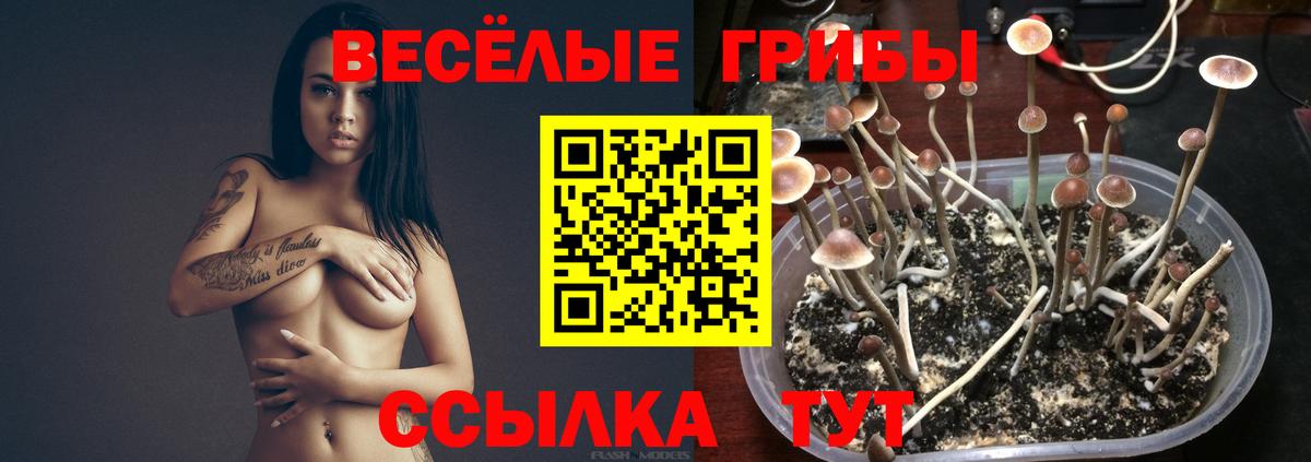 Галлюциногенные грибы Cubensis  Вход с VPN  Каменск-Шахтинский 